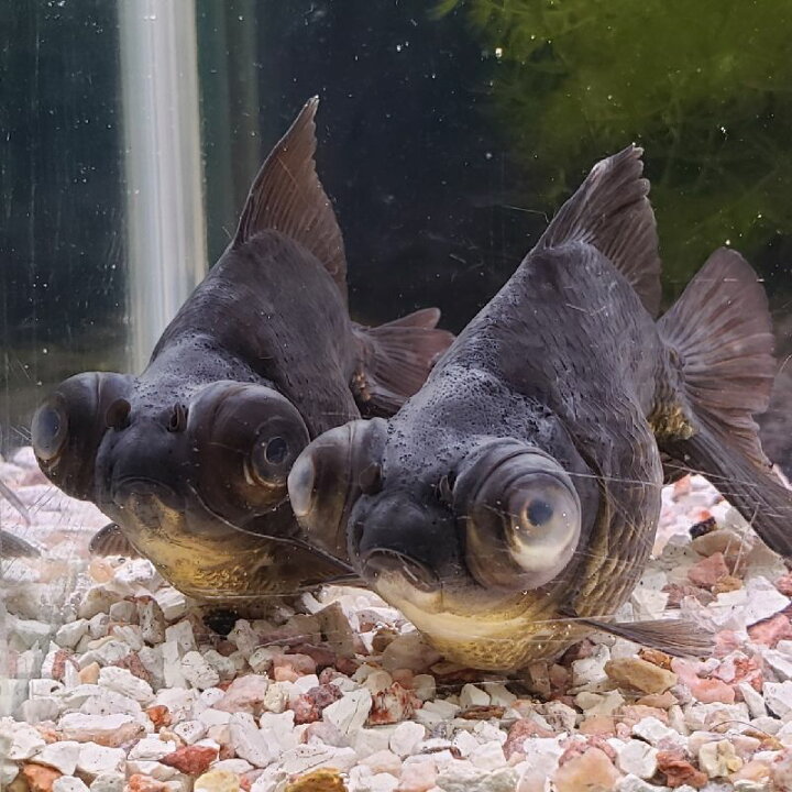 楽天市場 黒出目金 大 ９から１０ｃｍ ２匹 金魚 生体 黒 出目金 埼玉産 金魚めだかのらん丸