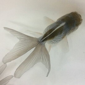 楽天市場 金魚 黒 オランダの通販