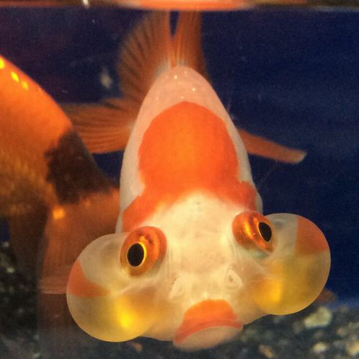 楽天市場 水泡眼 小 １匹 金魚 生体 吉岡養魚産 淡水魚 金魚めだかのらん丸
