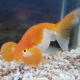 楽天市場 水泡眼 熱帯魚 アクアリウム ペット ペットグッズ の通販