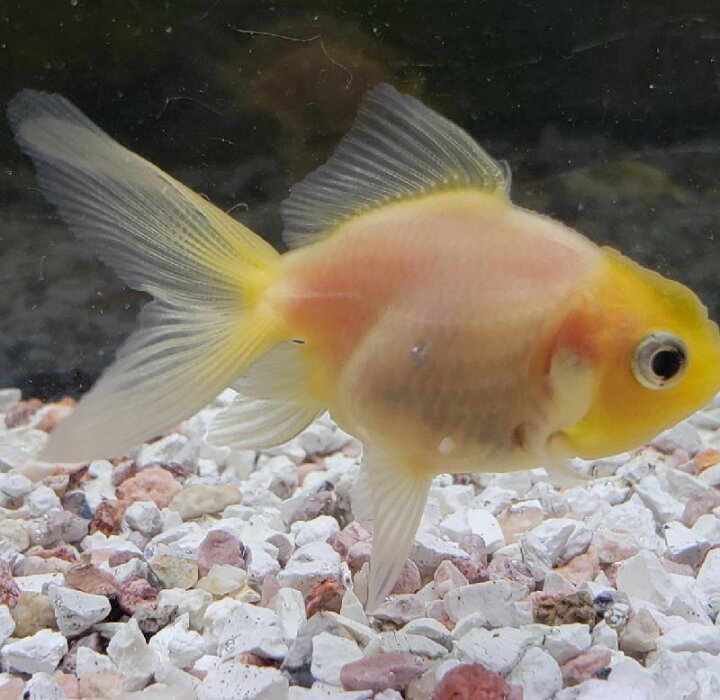 楽天市場 ミルク東錦 7ｃｍから8ｃｍ ２匹 金魚 生体 透明鱗 埼玉産 珍しい 白 金魚めだかのらん丸