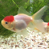 楽天市場 高頭丹頂 ７cm前後 １匹 埼玉産 金魚 生体 四尾 三尾 金魚めだかのらん丸