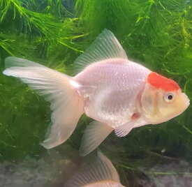 楽天市場 金魚生体の通販 楽天市場 金魚生体の通販