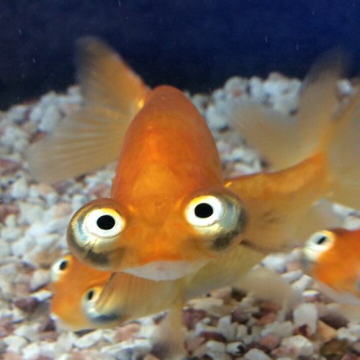 楽天市場 頂天眼 1匹 金魚 生体 埼玉産 観賞魚 淡水 珍しい 吉岡養魚場産 金魚めだかのらん丸