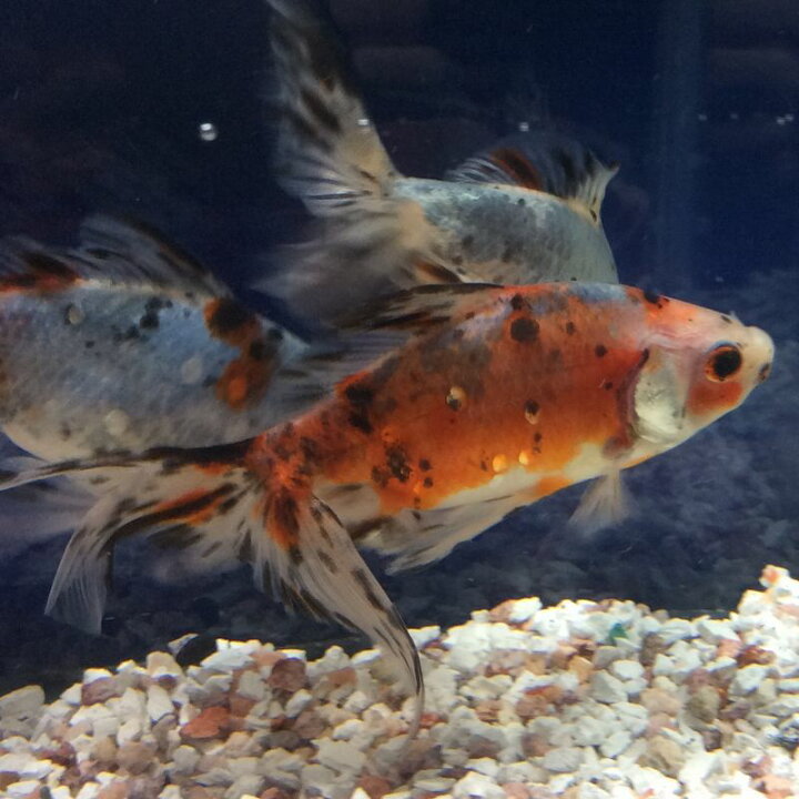 楽天市場 オーロラ ７ ９cm前後 １匹 金魚生体 埼玉志村養魚場産 埼玉産 金魚めだかのらん丸