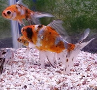 楽天市場 オーロラ ７ ９cm前後 １匹 金魚生体 埼玉志村養魚場産 埼玉産 金魚めだかのらん丸