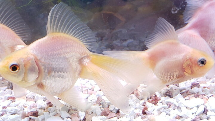 楽天市場 白琉金 ６から７ｃｍ前後 ３匹 金魚 生体 白 ホワイト 珍しい 埼玉県産 琉金 金魚めだかのらん丸
