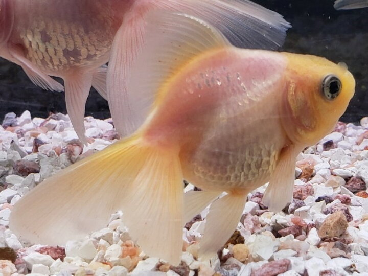 楽天市場 白琉金 ６から７ｃｍ前後 ３匹 金魚 生体 白 ホワイト 珍しい 埼玉県産 琉金 金魚めだかのらん丸