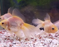 楽天市場 白琉金 ６から７ｃｍ前後 ３匹 金魚 生体 白 ホワイト 珍しい 埼玉県産 琉金 金魚めだかのらん丸