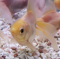 楽天市場 白琉金 ６から７ｃｍ前後 ３匹 金魚 生体 白 ホワイト 珍しい 埼玉県産 琉金 金魚めだかのらん丸