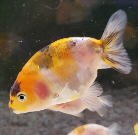 楽天市場 金魚 江戸錦の通販