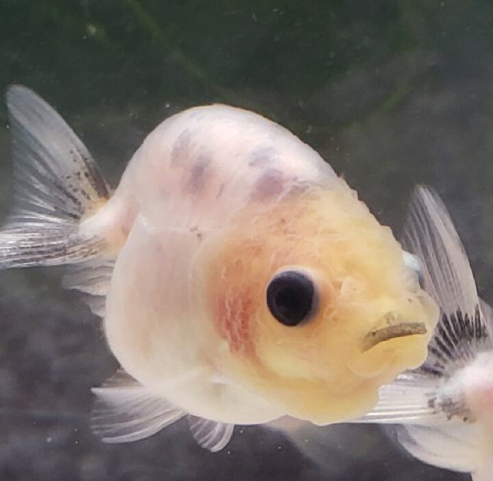 楽天市場 江戸錦 新仔 白勝ち ３から５ｃｍ ３匹 金魚 生体 埼玉産 観賞魚 ミルク色 浅葱色 珍しい白勝ち 金魚めだかのらん丸