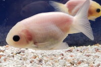 楽天市場 ミルク江戸錦 ６から８ｃｍ 1匹 変わり柄 稀少 珍しい 白 金魚 生体 埼玉産 金魚めだかのらん丸