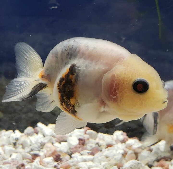 楽天市場 水墨江戸錦 約６ ７ｃｍ前後 1匹 金魚 生体 単品販売 同梱不可 送料無料対象外 江戸錦 埼玉産 観賞魚 珍しい色合い 金魚 めだかのらん丸