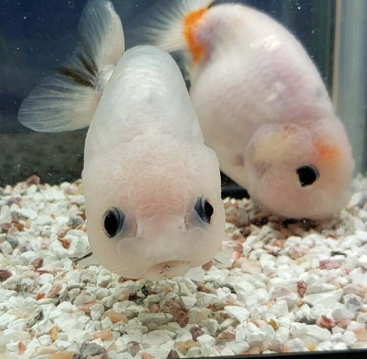 楽天市場 江戸錦 白勝ち 約１２ｃｍ前後 1匹 金魚 生体 訳あり 単品販売 同梱不可 送料無料対象外 江戸錦 埼玉産 観賞魚 珍しい色合い 金魚めだかのらん丸