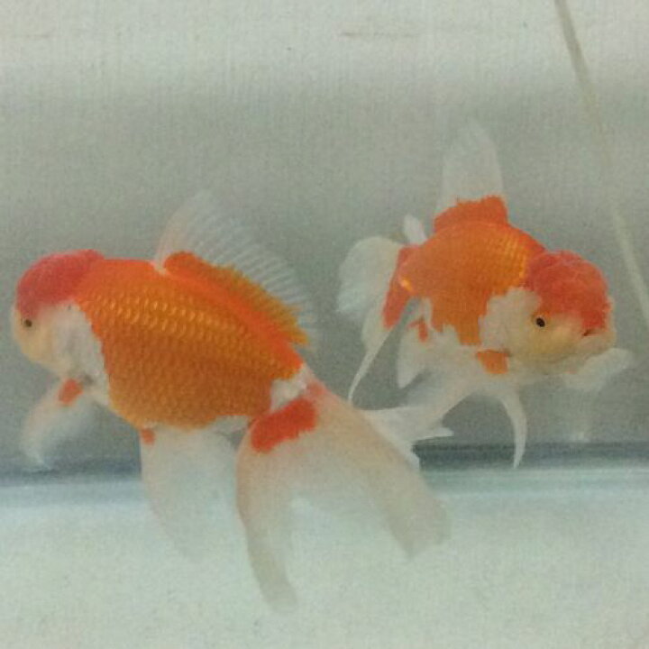 楽天市場 ジャンボオランダシシガシラ 2歳 約cm前後 1匹 ジャンボ獅子頭 金魚 生体 埼玉県産 金魚めだかのらん丸 楽天市場 ジャンボオランダシシガシラ 2歳 約cm前後 1匹 ジャンボ獅子頭 金魚 生体 埼玉県産 金魚めだかのらん丸