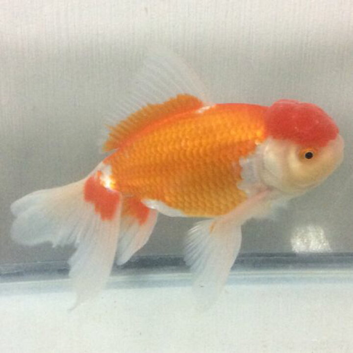楽天市場 ジャンボオランダシシガシラ 2歳 約cm前後 1匹 ジャンボ獅子頭 金魚 生体 埼玉県産 金魚めだかのらん丸 楽天市場 ジャンボオランダシシガシラ 2歳 約cm前後 1匹 ジャンボ獅子頭 金魚 生体 埼玉県産 金魚めだかのらん丸
