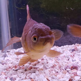 楽天市場 黒 金魚の通販