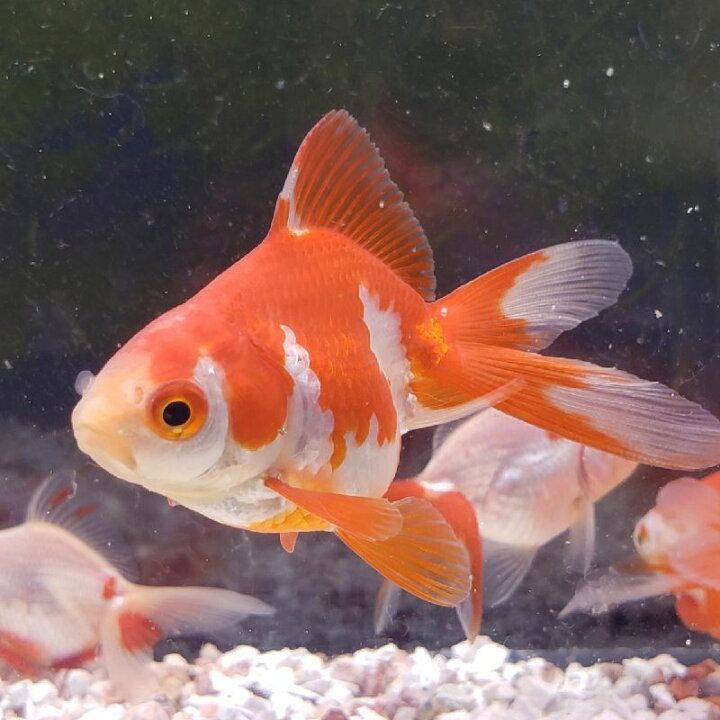 本日限定 金魚 更紗琉金 3匹 nzcamping.com 本日限定 金魚 更紗琉金 3匹 nzcamping.com