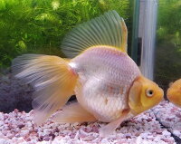 楽天市場 白琉金 大 1 匹 金魚 生体 白 ホワイト 珍しい 埼玉県産 琉金 金魚めだかのらん丸