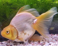 楽天市場 白琉金 大 1 匹 金魚 生体 白 ホワイト 珍しい 埼玉県産 琉金 金魚めだかのらん丸