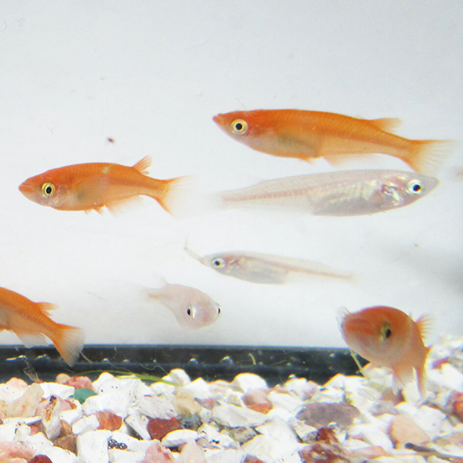 【楊貴妃・白メダカ セット 各10匹/めだか セット 飼育 販売 埼玉産 単品発送 同梱不可 2日間配送地域死着保証外(九州、広島等) 金魚めだかのらん丸 (メダカ めだか) 楊貴妃(上物) 20匹セット! オレンジ セット 種類 淡水魚 観賞魚 観賞用 アクアリウム 埼玉 県産