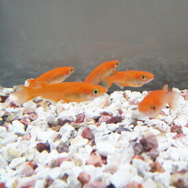 楽天市場 朱赤 メダカ 観賞魚 熱帯魚 アクアリウム ペット ペットグッズの通販