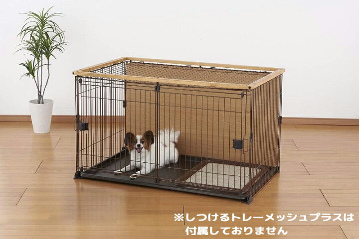 楽天市場】【複数購入で4％OFF】ダブルワンサークルL ボンビアルコン 