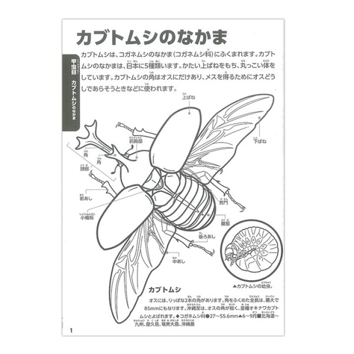 楽天市場 1000円以上お買い上げで送料無料 トーヨー 学べる ぬりえ 動く図鑑 Move昆虫 メール便発送 Clips クリップス