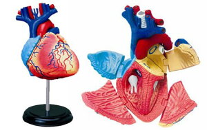 ̃pY 4D VISION l̉U No.10 SUf