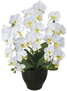 sA[gt[tsԁtG}@̊y@ӒZ\XW