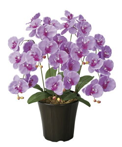 sA[gt[tsԁtG}@̊y@GWFӒL