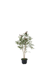 sA[gO[tslHϗtAtG}@̊y@V1.0