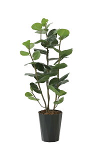 sA[gO[tslHϗtAtG}@̊y@V[O[vDX1.25