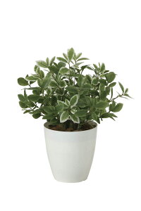 sA[gO[tslHϗtAtG}@̊y@~j[tL