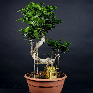 botanopia({^msA) ^Cj[c[nEX 1ϗtA  K[fANZT[ I[ig K[fjOI[ig  c[nEX ~j`AnEX S[h ObY Ce