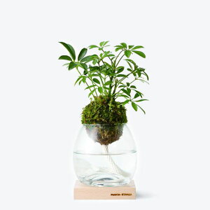 観葉植物 照明の人気商品 通販 価格比較 価格 Com 観葉植物 照明の人気商品 通販 価格比較 価格 Com