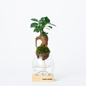 PIANTA×STANZA(sA^X^c@) g[` S ۋʂ̂ KW}