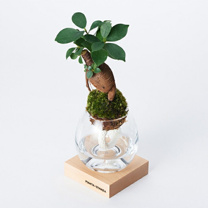 楽天市場 Pianta Stanza ピアンタスタンツァ トーチ S 苔玉のみ ガジュマル Upstairs Outdoor Living
