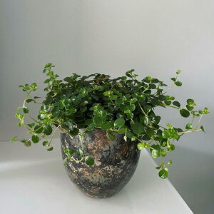 yԌ30%OFFz D&M(fB[AhG) AC|bg L27×W27×H27cm ~bhiCg 9 Jo[  |bg Eh|bg ی^ t[|bg  v^[ Z~bN  K[f