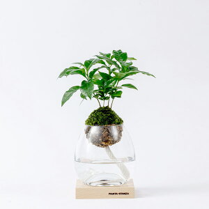 PIANTA×STANZA(sA^X^c@) g[` M ۋʂ̂ R[q[̖