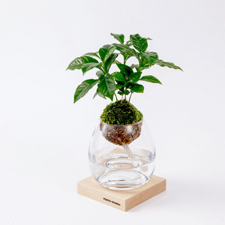 楽天市場 Pianta Stanza ピアンタスタンツァ トーチ M 苔玉のみ コーヒーの木 Upstairs Outdoor Living