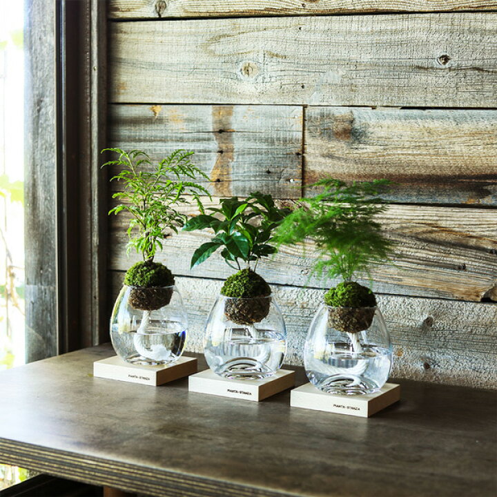 楽天市場 Pianta Stanza ピアンタスタンツァ トーチ M 苔玉のみ コーヒーの木 Upstairs Outdoor Living