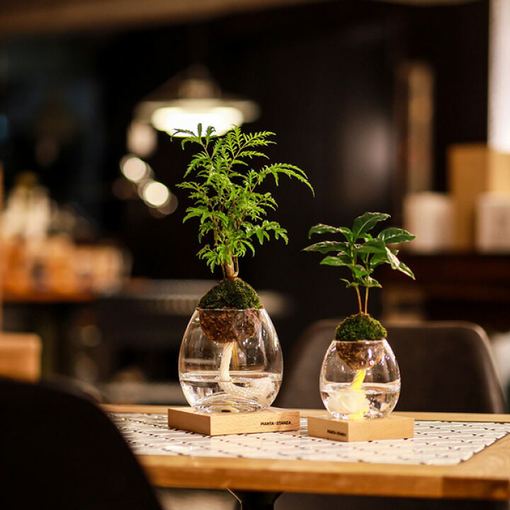 楽天市場 Pianta Stanza ピアンタスタンツァ トーチ M 苔玉のみ コーヒーの木 Upstairs Outdoor Living