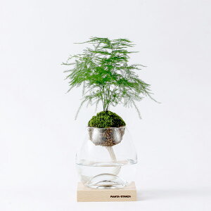 PIANTA×STANZA(sA^X^c@) g[` M ۋʂ̂ AXp