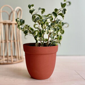 CLOVER(N[o[) ACAv^[ 16 5 Jo[ |bg v^[Jo[ t[|bg ACA ꌊȂ 15.5cm uE KF ی^ ϗtA   CO k  
