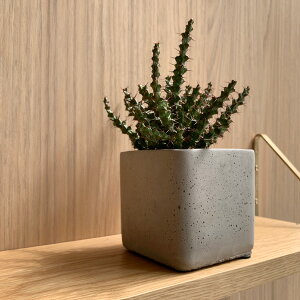 yԌ20%OFFz D&M(fB[AhG) I[Lbh[|bg i` 4 Jo[  |bg t[|bg XNGA Jo[ ꌊȂ  X^CbV Zg 