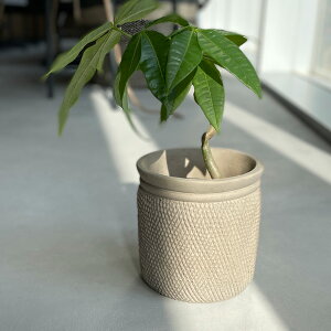 yԌ40%OFFz SERAX(ZbNX) Xl[N|bg 11.5 Th 3 Jo[ v^[Jo[ |bg ϗtA   