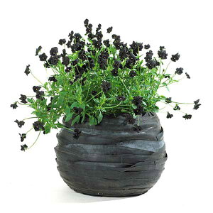 yԌ30%OFFz SERAX(ZbNX) o[x[X XL H45 13 Jo[ v^[Jo[ |bg ϗtA   