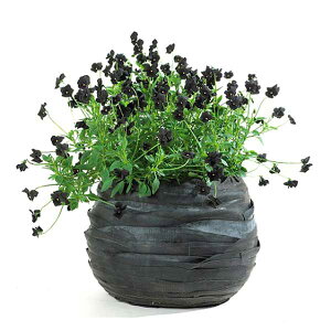 yԌ40%OFFz SERAX(ZbNX) o[x[X XL H22 8 Jo[ v^[Jo[ |bg ϗtA   